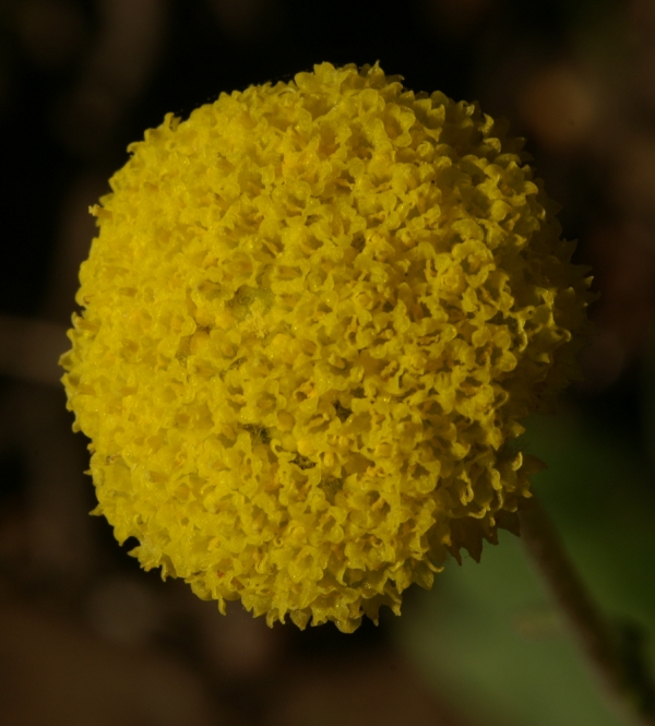 Craspedia variabilis